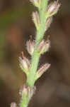 Carolina false vervain